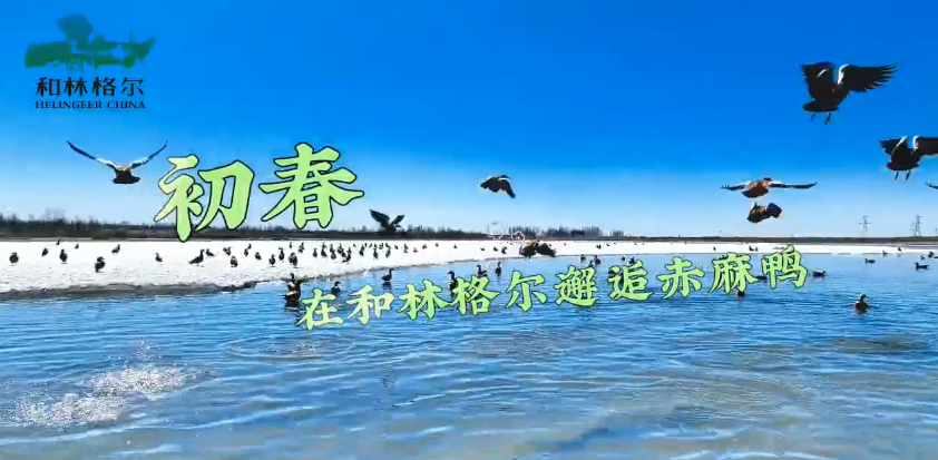 初春，在和林格爾邂逅赤麻鴨