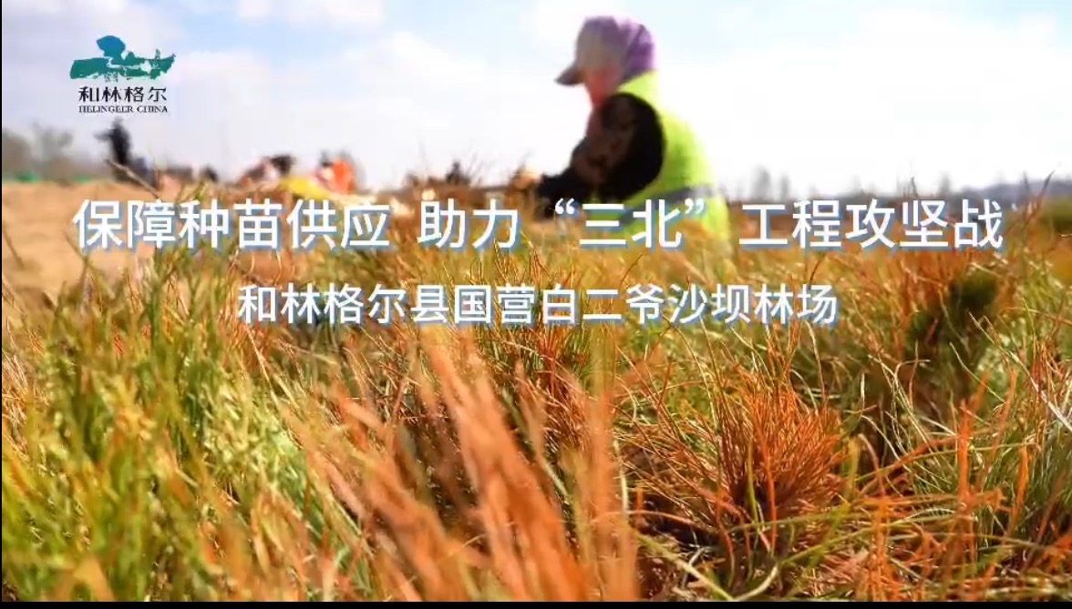 保障種苗供應(yīng) 助力“三北”工程攻堅(jiān)戰(zhàn) 和林格爾縣國營白二爺沙壩林場
