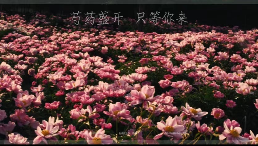 芍藥盛開  只等你來！