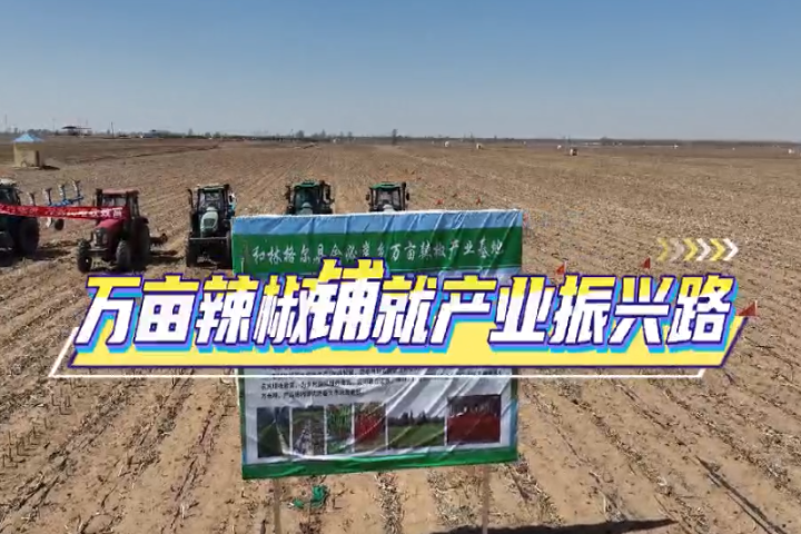 萬畝辣椒鋪就產(chǎn)業(yè)振興路