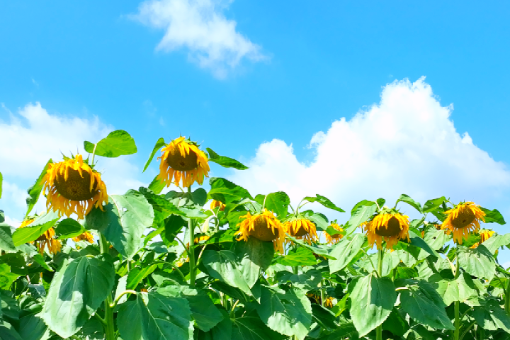 和林格爾縣萬畝葵海進(jìn)入盛花期