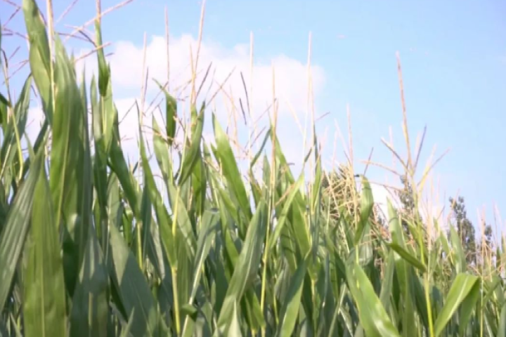 科技“金鑰匙”解鎖玉米增產(chǎn)增效密碼 和林格爾縣良種良技賦能現(xiàn)代農(nóng)業(yè)