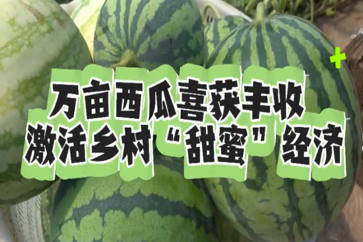 萬畝西瓜喜獲豐收 激活鄉(xiāng)村“甜蜜”經(jīng)濟(jì)