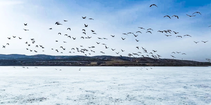 春回大地 候鳥歸1.jpg