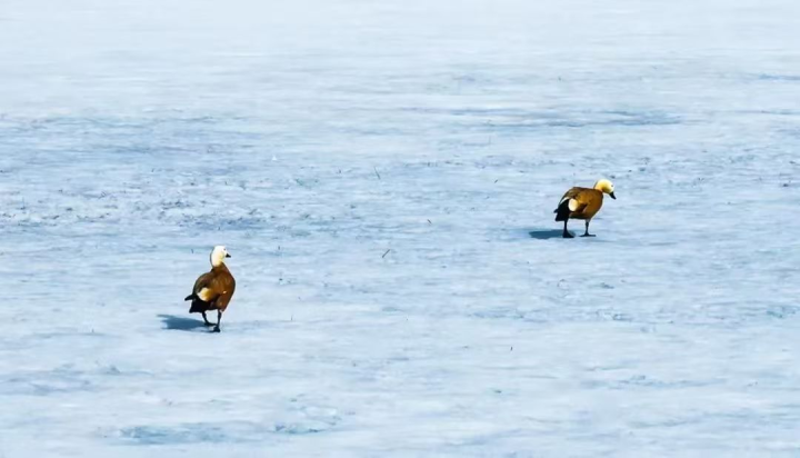 春回大地 候鳥歸2.jpg