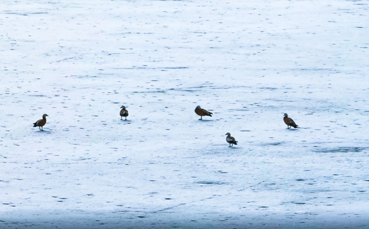 春回大地 候鳥歸3.jpg