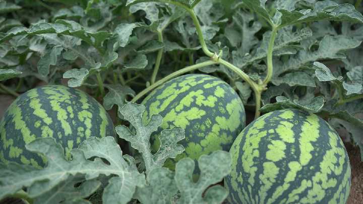 萬(wàn)畝西瓜喜獲豐收 激活鄉(xiāng)村“甜蜜”經(jīng)濟(jì)2_副本.png