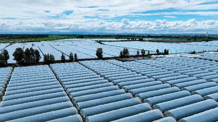 萬(wàn)畝西瓜喜獲豐收 激活鄉(xiāng)村“甜蜜”經(jīng)濟(jì)_副本.png